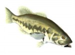 3d модели Рыб