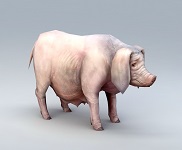 3d модели Свиньи