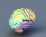 Мозг 3d модели