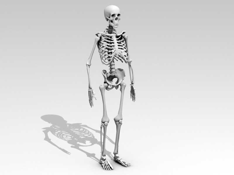 3d модели скелетов