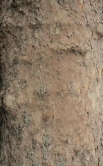 Текстура коры дерева №123