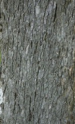 Текстура коры дерева №154