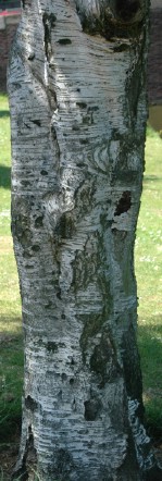 Текстура коры дерева №55