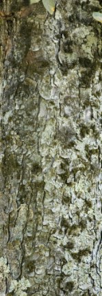 Текстура коры дерева №60