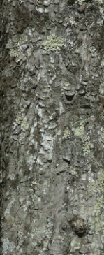 Текстура коры дерева №62