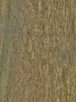 Текстура коры дерева №68