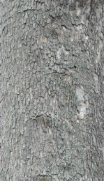 Текстура коры дерева №70