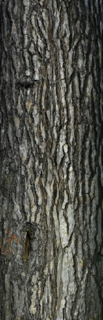 Текстура коры дерева №78