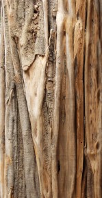 Текстура коры дерева №69