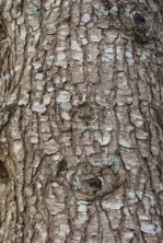 Текстура коры дерева №88