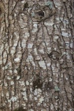 Текстура коры дерева №89