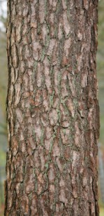 Текстура коры дерева №91
