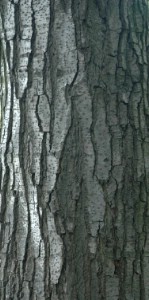 Текстура коры дерева №98