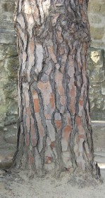 Текстура коры дерева №108