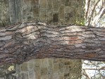 Текстура коры дерева №109