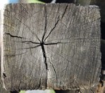 Текстура срез cруба дерева