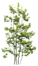 Текстура деревьев