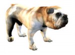 Dogs 3d models