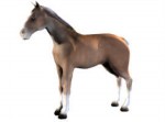 Horses 3d models