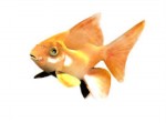 Fish 3d models