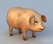 3d модели Свиньи