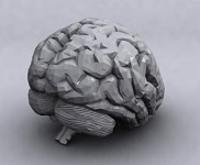 3d модели мозга