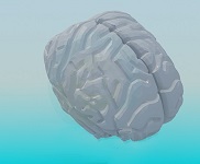 3d модели мозга