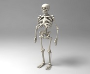 Скелеты 3d модели