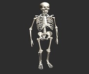3d модели скелетов