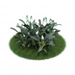 3D растение №24