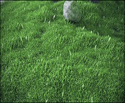 3d модели травы