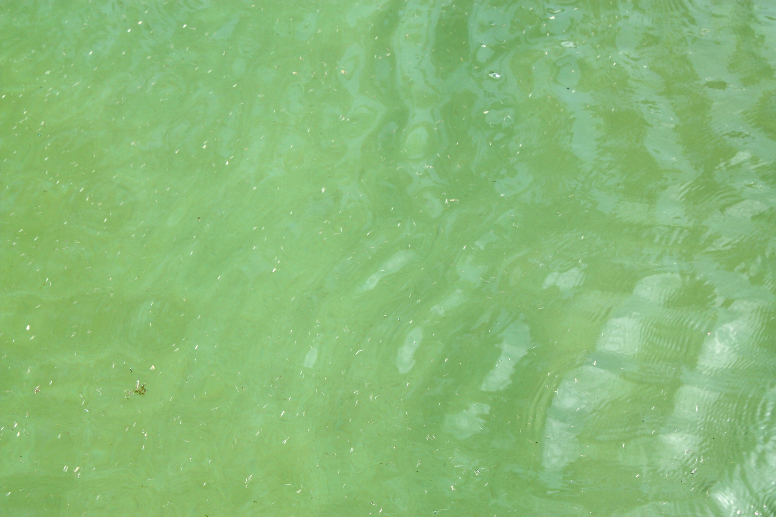 Мутный цвет воды. Текстура воды. Мутная зеленая вода. Прозрачная зеленая вода. Воды зеленого цвета.