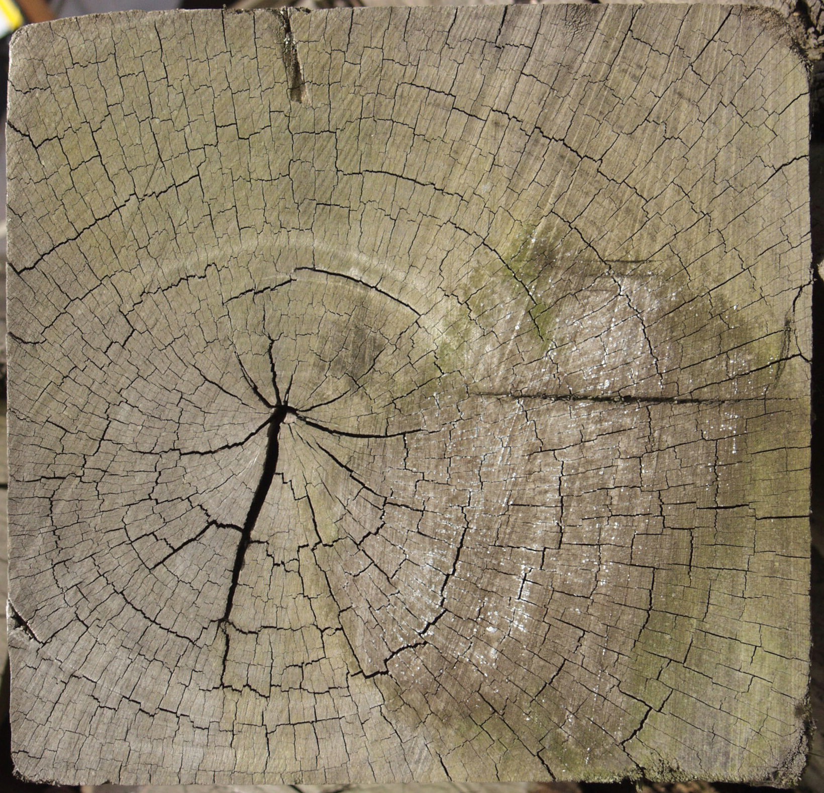 Текстура cруба дерева | Cрез дерева