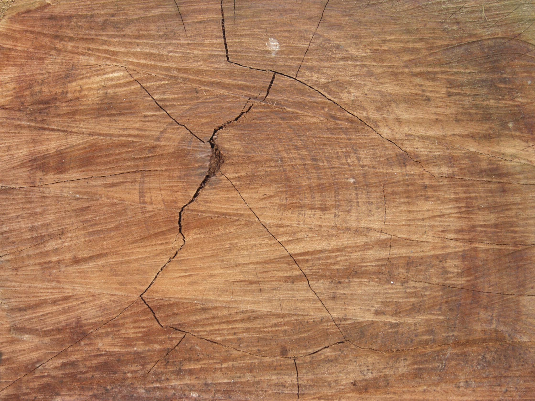 Текстура cруба дерева | Cрез дерева
