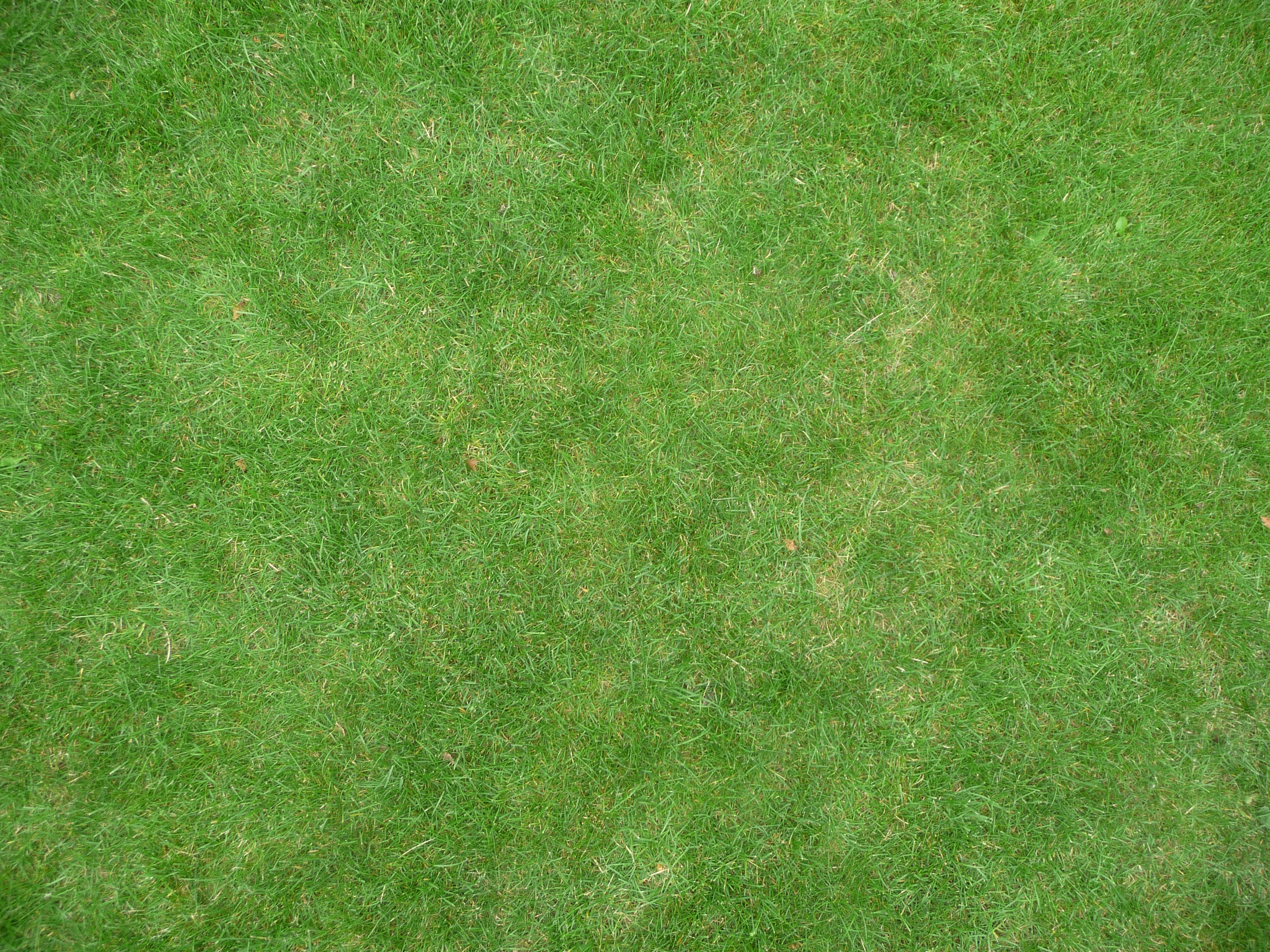 текстура травы из гта 5 фото 9