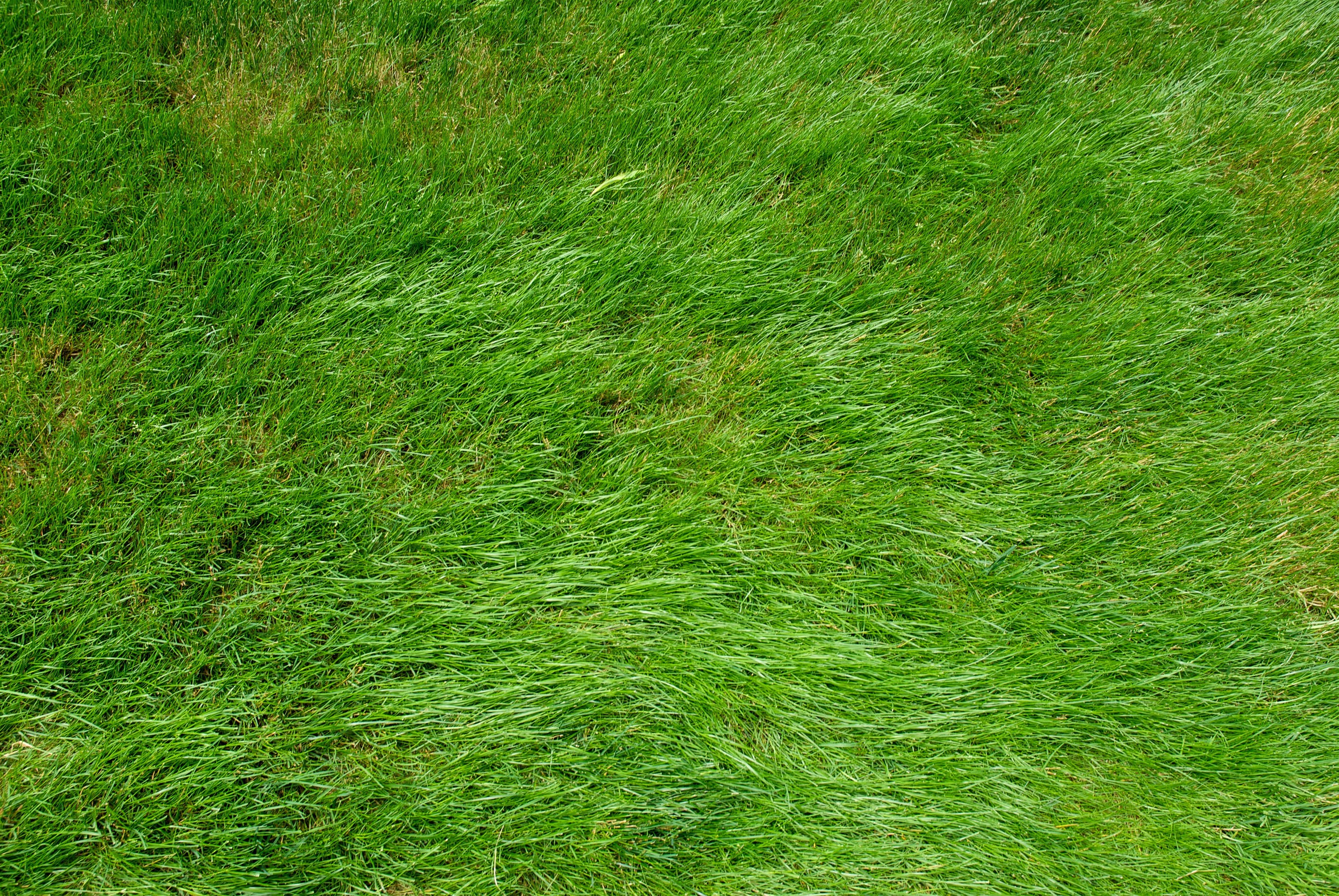 текстура травы из гта 5 фото 49