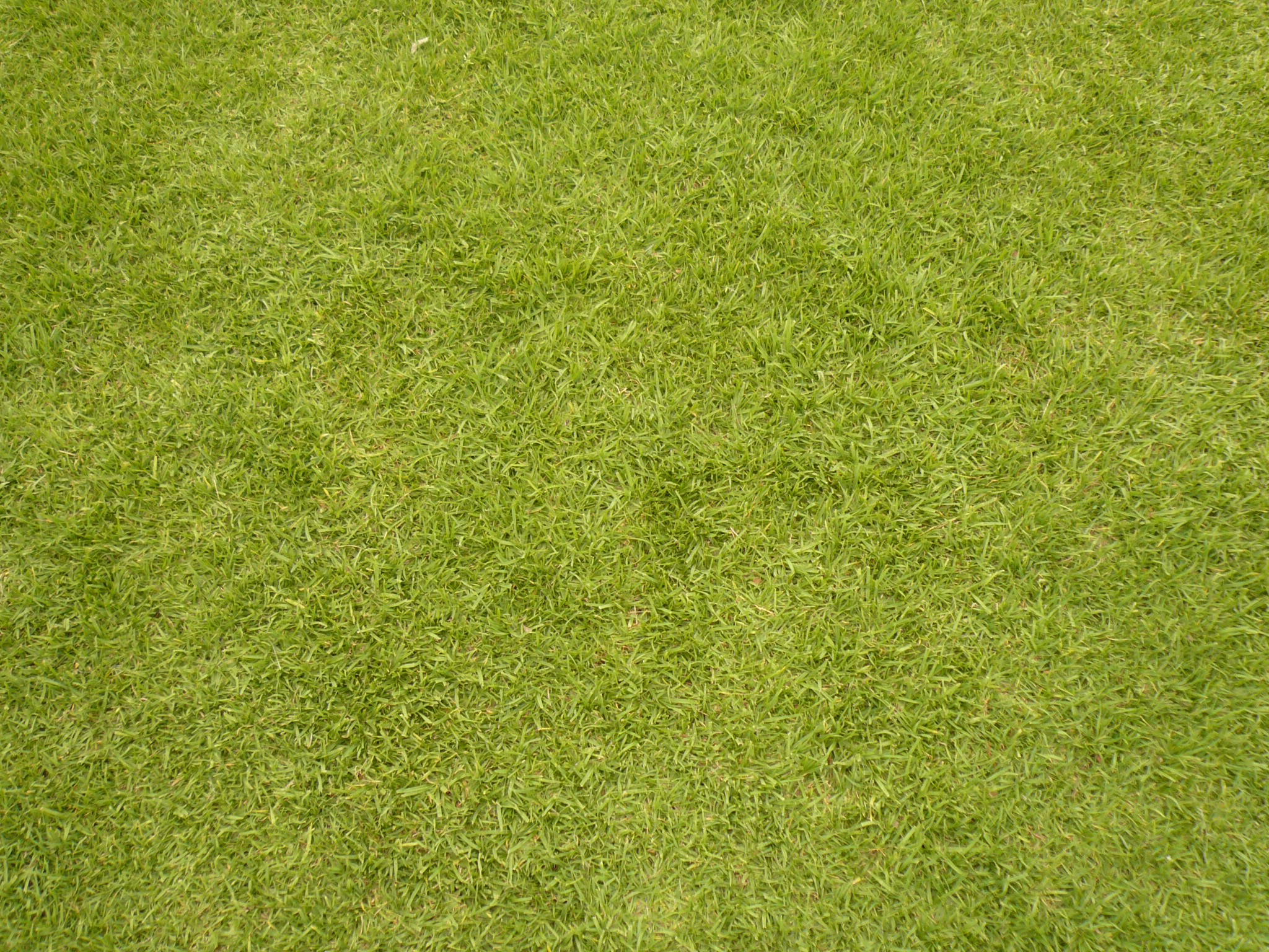 текстура травы из гта 5 фото 73