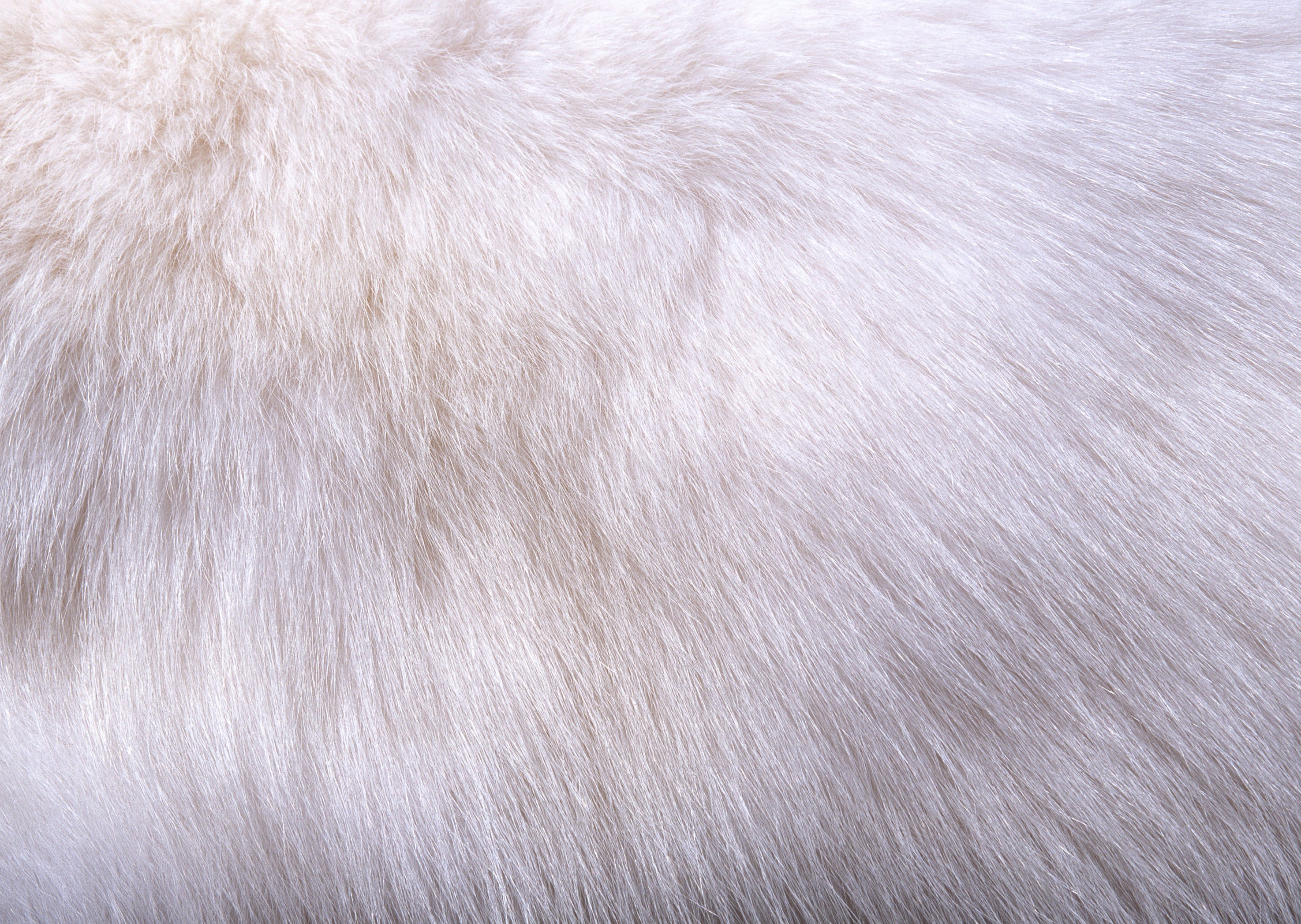 Медвежья шерсть. Wapsi мех песца Arctic Fox fur FL.Chartreuse. Белый мех. Текстура шерсти. Мех фактура.