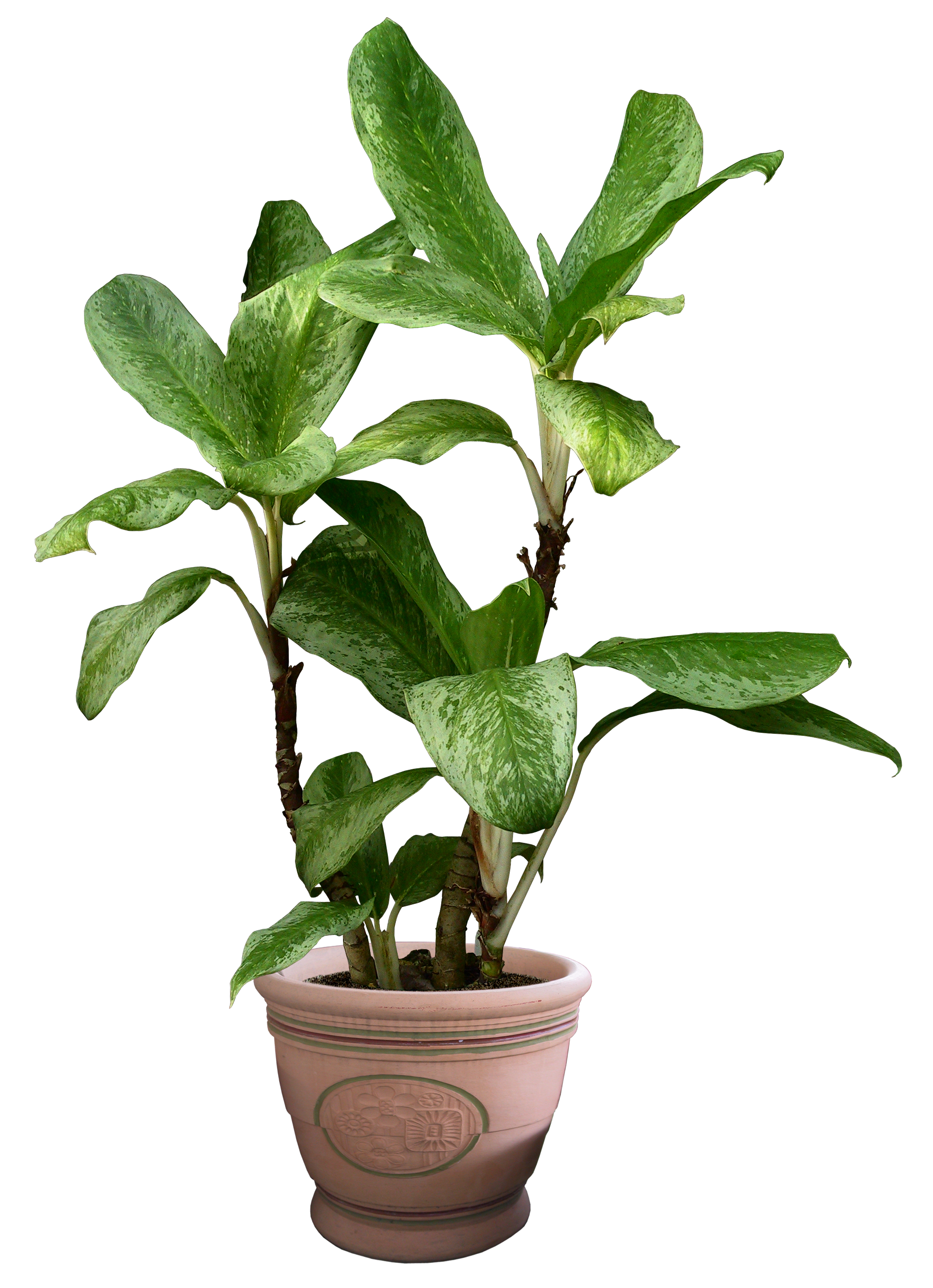 Спатифиллум дримиопсис. Цветок Green houseplant. Комнатные растения в горшках. Растение в горшочке. Цветы plant