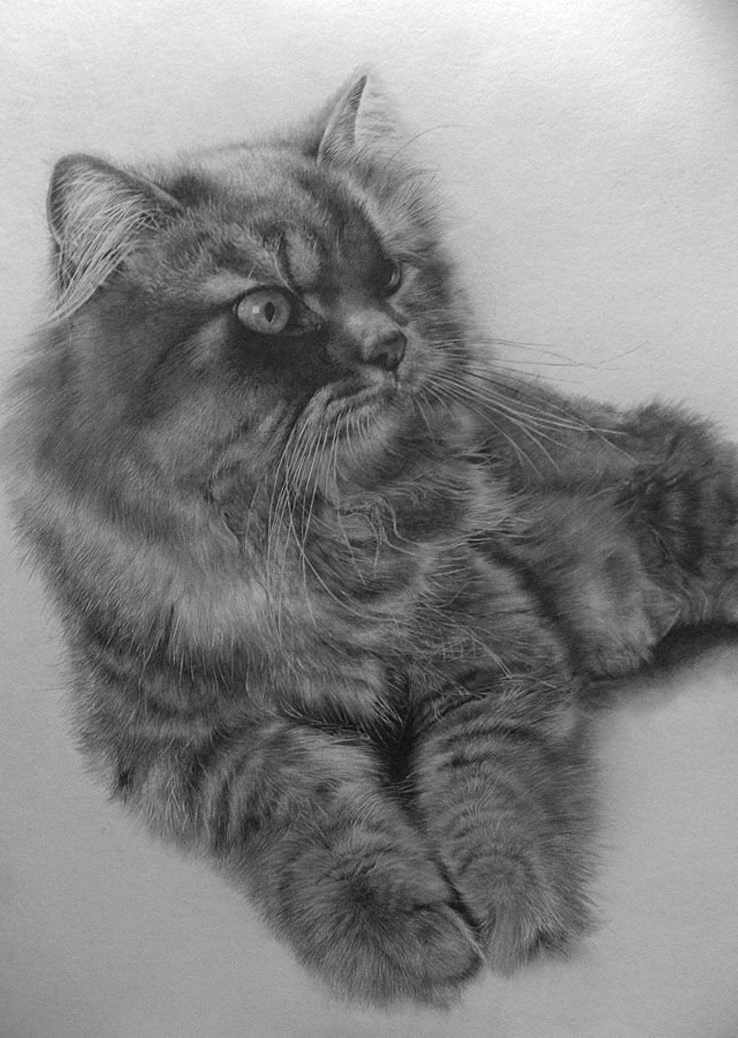 Фото рисунка кошки. Paul lung художник. Пол Лунг художник картины. Картины карандашом. Кошка карандашом.