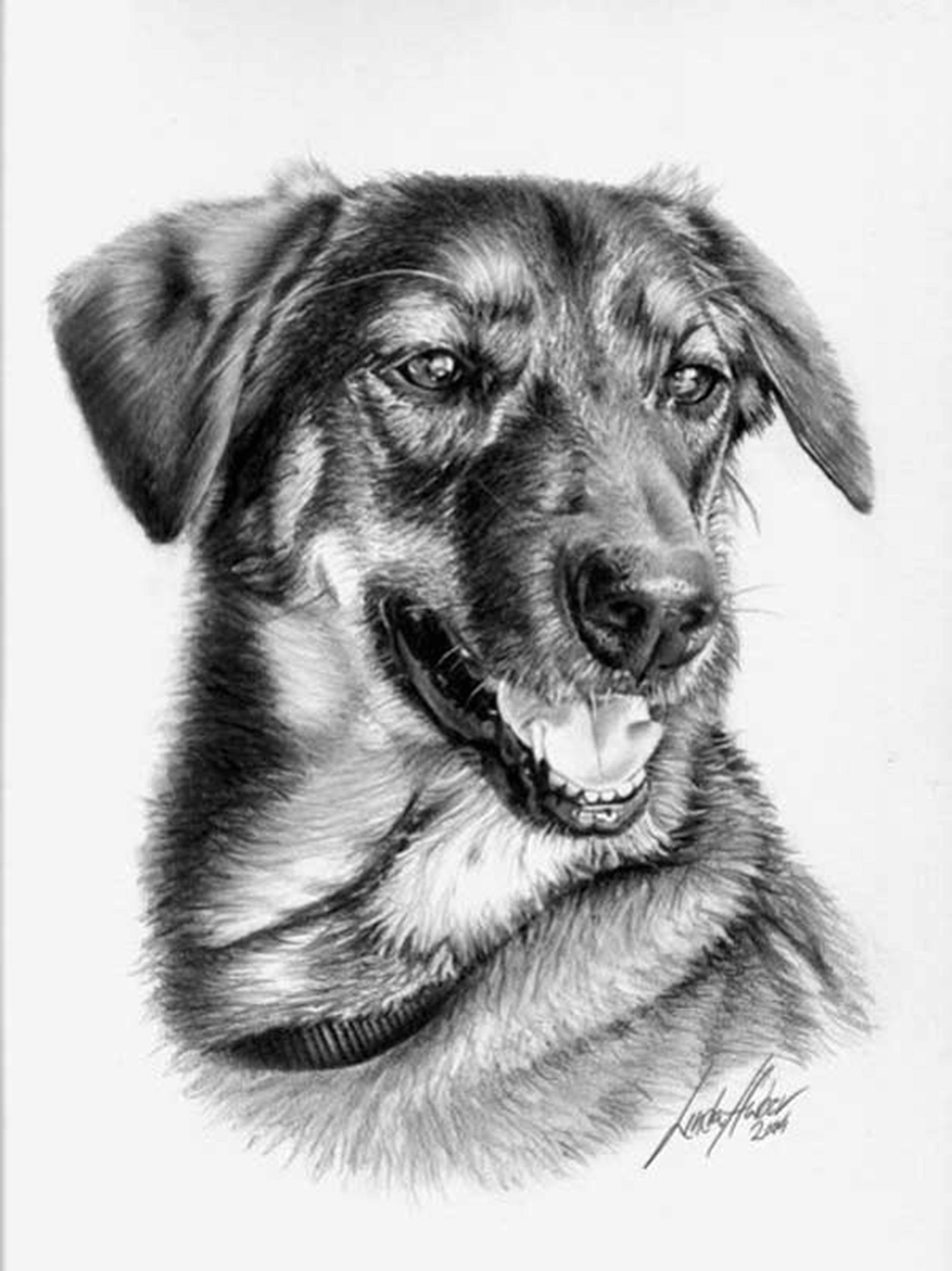Рисунки животных простым карандашом. Рисунки карандашом. Красивые рисунки карандашом. Собака рисунок. Собака карандашом.