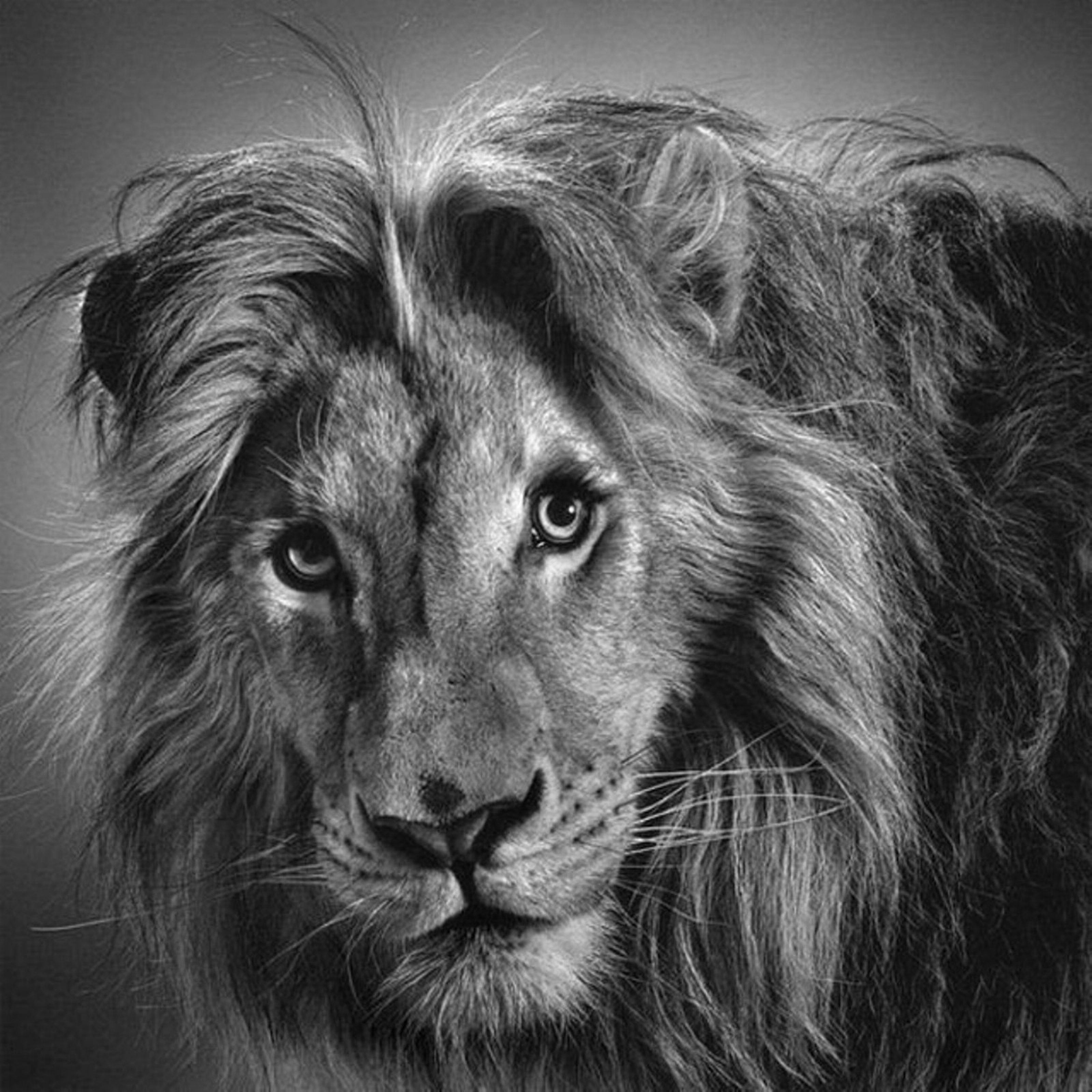 Черны лев 5. Лев черно белый. Красивые портреты животных. Лев черный белый. Морда Льва.