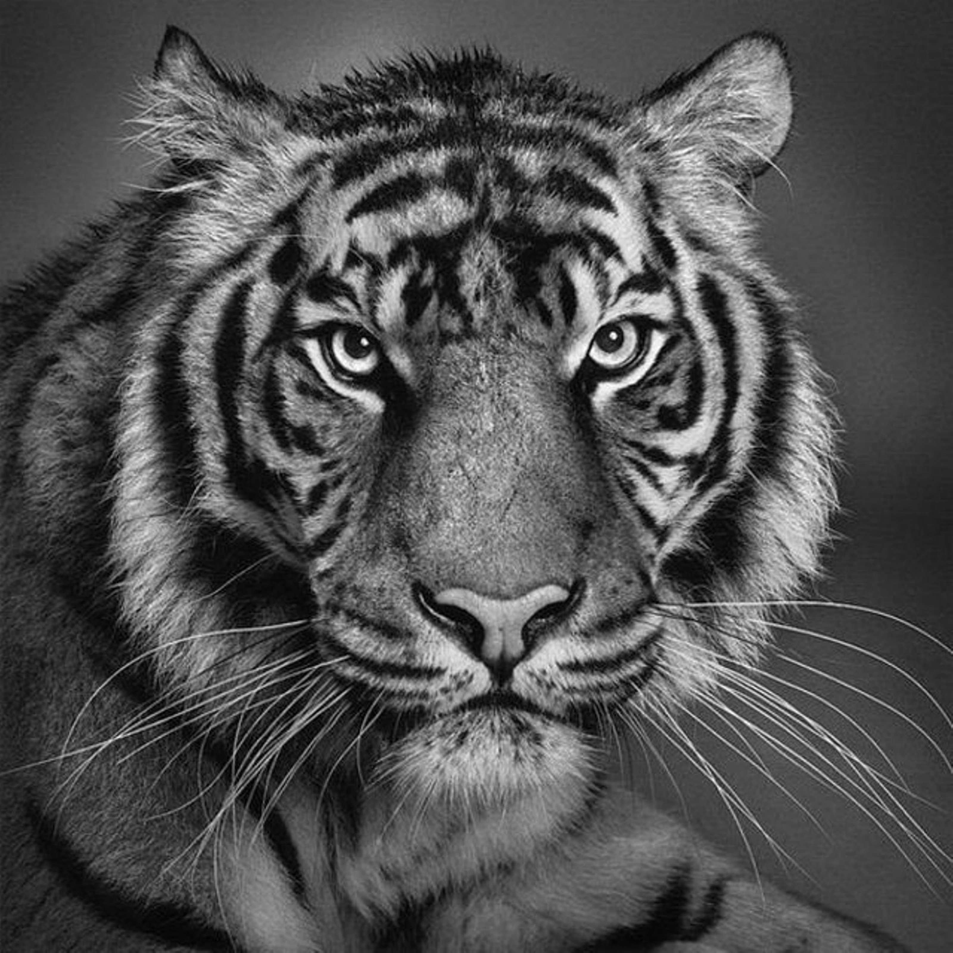 Изображение. Черный тигр Кишан. Тигр черно белый. Черно белые картины. Тигр морда.