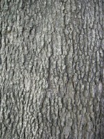 Текстура коры дерева №102