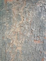 Текстура коры дерева №104