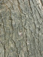 Текстура коры дерева №106