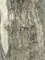 Текстура коры дерева №108