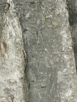 Текстура коры дерева №110