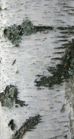 Текстура коры дерева №116
