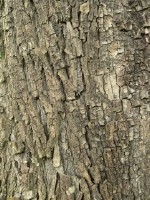 Текстура коры дерева №119